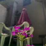 Apartment Secret Garden *